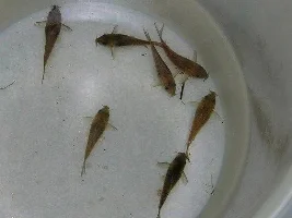 I Think They Gave Me Bronchis Instead Of Corydoras?