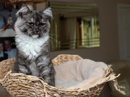 Show us your cat/s!