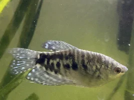 Gendering blue gourami?