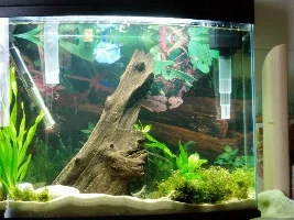 New Betta