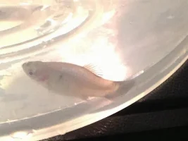 Is My Blue Wagtail Platy, Male Or Female?