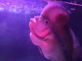 [The most] technical standard with how to raise King kamfa fish