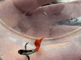 Guppy struggling to swim
