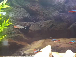 Fin Rot?? Help!!