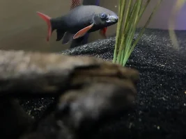Injury/infection with rainbow shark
