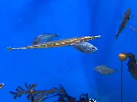 Aquarium of Pacific