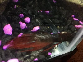 Fish In need