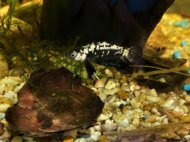 My 10gal Blackwater tank