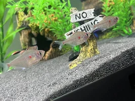 Bleeding heart tetras