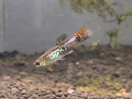 Update on my 3rd gen guppies!