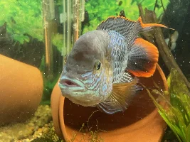 Green Terror Cichlid Mouth Issue