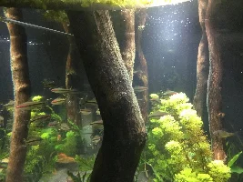 Algae identification