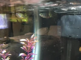 Rainbow fish and killifish compatibility