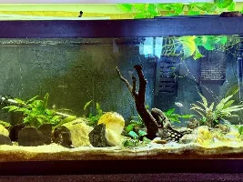 VOTE NOW: February 2026 Tank of the Month Contest (31 US gallons and larger)