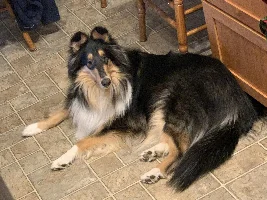 Dogs are better than many people:o