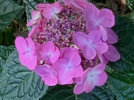 My Hydrangeas are blooming up…….