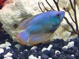 Dwarf Gourami sad?