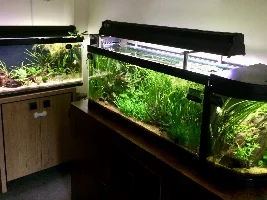Ch4Rlie's New 3 Foot Tank Journal