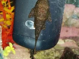 Pleco rash?