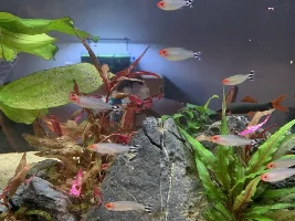 Is someone killing my Rummy Nose Tetras?