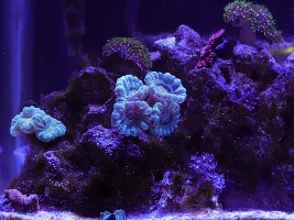 Krib32's nano reef