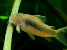 Cories, lots of cories.