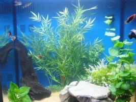 My Tank :)