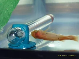 Parasite?