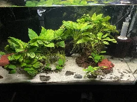 VOTE NOW - January 2024 Tank of  the Month Contest (17 to 30 gallons)