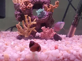 10g tank for dwarf gourami