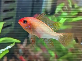 Gold Ram Acting Weird?