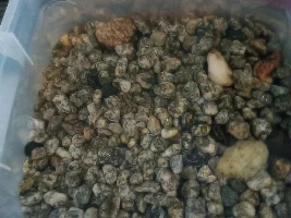 Silver Dollar health question
