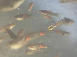Tilapia pond