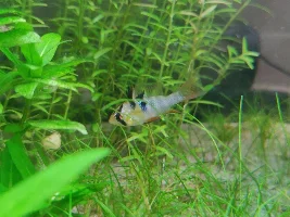 Sexing GBR's