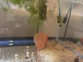 Bronze cories spawned!!