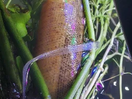 Floating loach x 7 days!