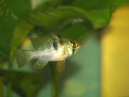New Tank Pic