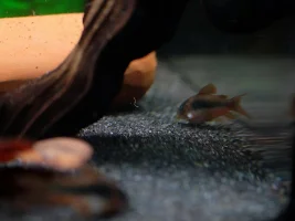 Parasite?