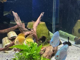 850l Discus set up