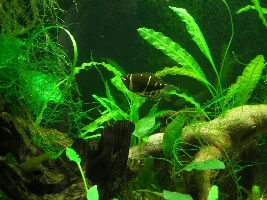Setup for Samurai Gourami