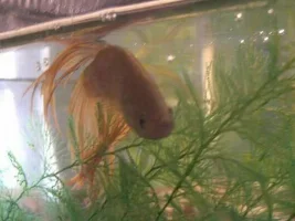 New Boys!