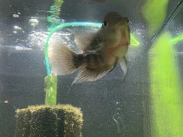 Flowerhorn or Red Terror
