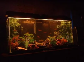 26 gallon and fish