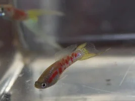 Ginga rubra