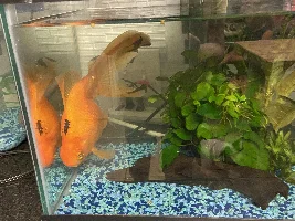 OMG!  I’m Getting A 75 Gallon Tank!!!