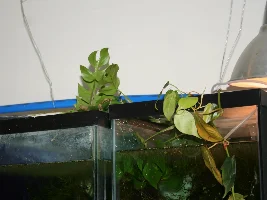 emergent plants photo dump