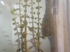 What Type Of Algae Is This?