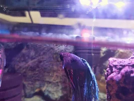 Extremely bloated betta for 10 days