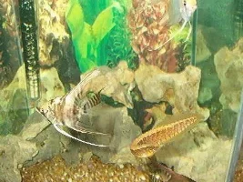 Restored thread - Spiny Eel.