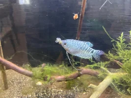 30g Lake Inle Aquaponic Biotope
